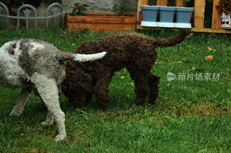 动物家庭两只母狗Lagotto Romagnolo